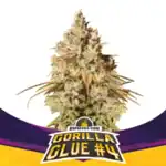 GORILLA #4